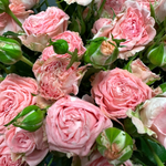 Розы кустовые пионовидные «Мадам Бомбастик»