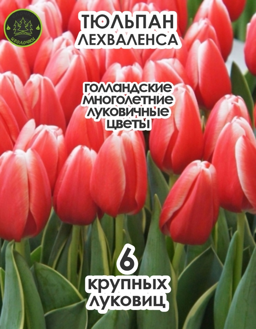 Тюльпан Луковица, Лех Валенса, 6 шт крупные