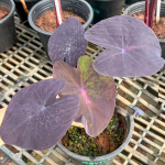 Колоказия BLUE VELVET