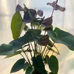 Антуриум Андре SEMPRE