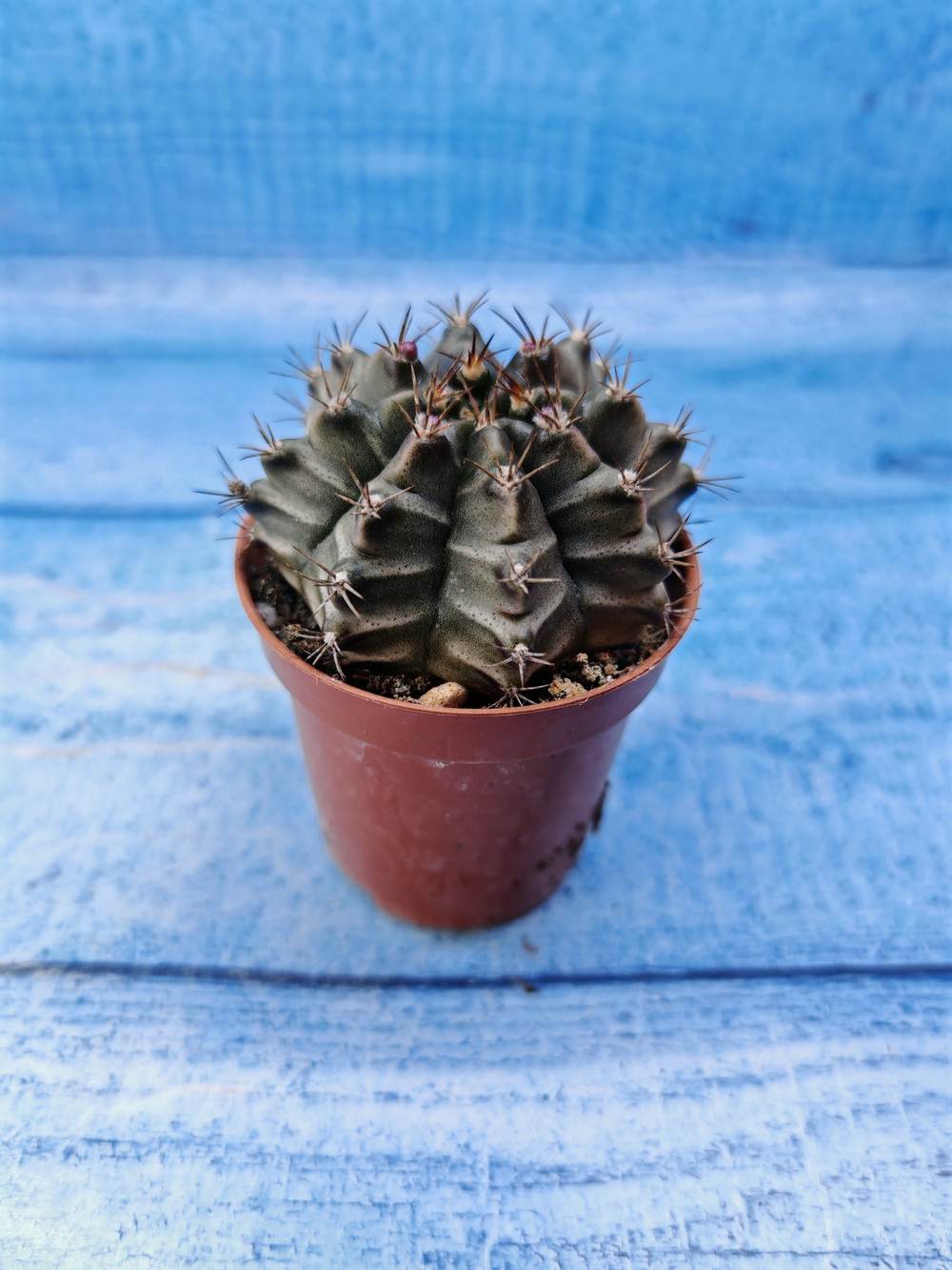 Gymnocalycium Friedrichii (Гимнокалициум)