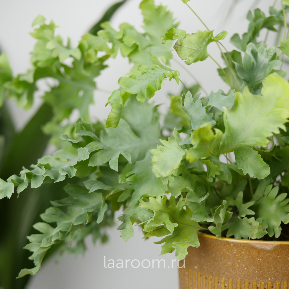 Флебодиум Давана 12/35