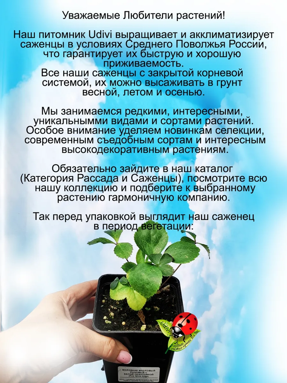 Морозник Розовый с белой окантовкой Дабл Пинк Уайт Эдж