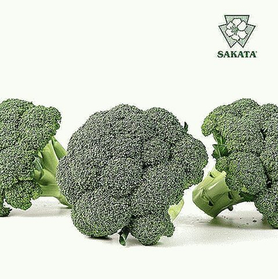 Тритон F1 семена капусты брокколи (Sakata / Саката)