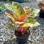 Аглаонема SIAM PERFECT