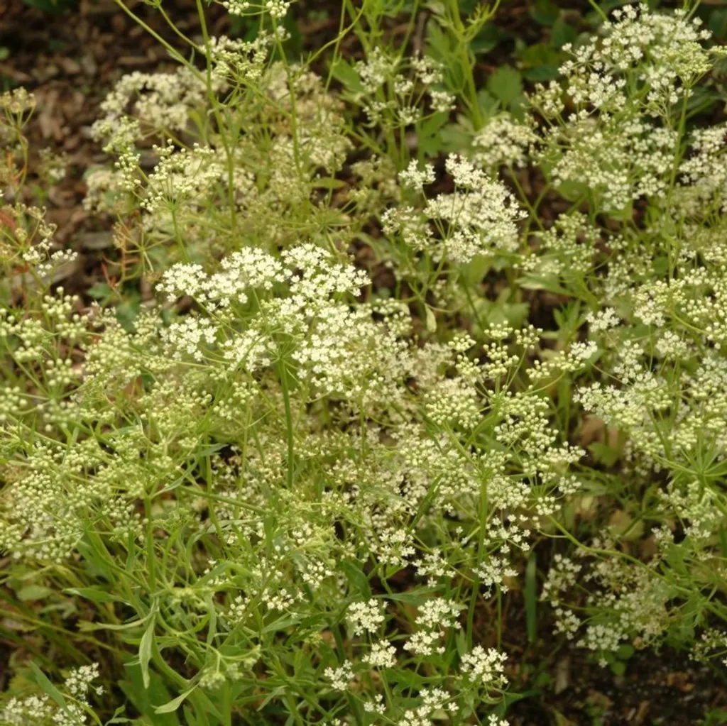 Анис обыкновенный (плоды)