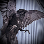 Чучело ворона