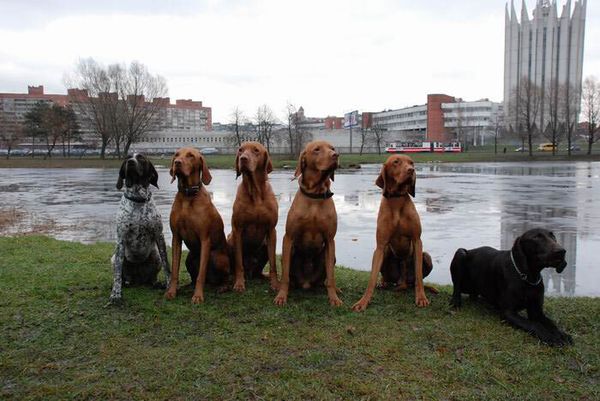 Выжла венгерская короткошерстная Выжла венгерская короткошерстная