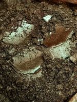 Пигмент 8559 - Медная бронза - (с зелёным) универсальный