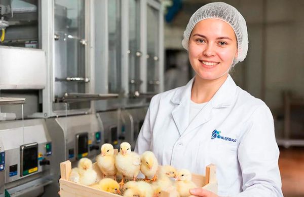 Требования к помещению инкубатория