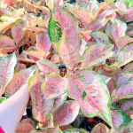 Аглаонема NARERAT