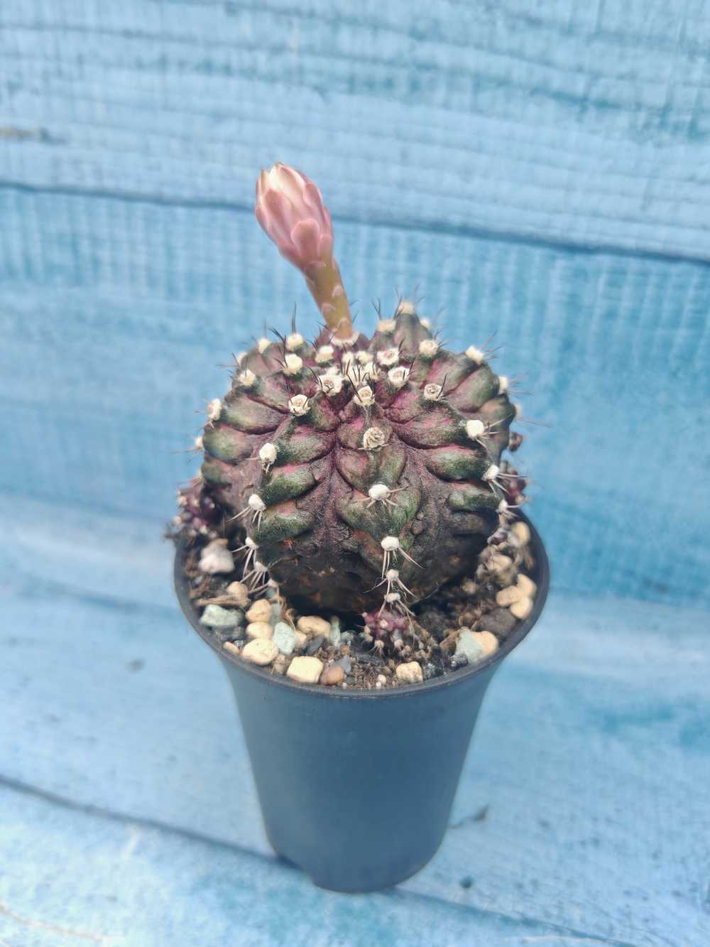Gymnocalycium T-Rex Pink hybrid (Гимнокалициум T-rex)