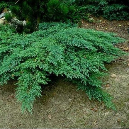 Можжевельник казацкий Рокери Джем C2 20-25