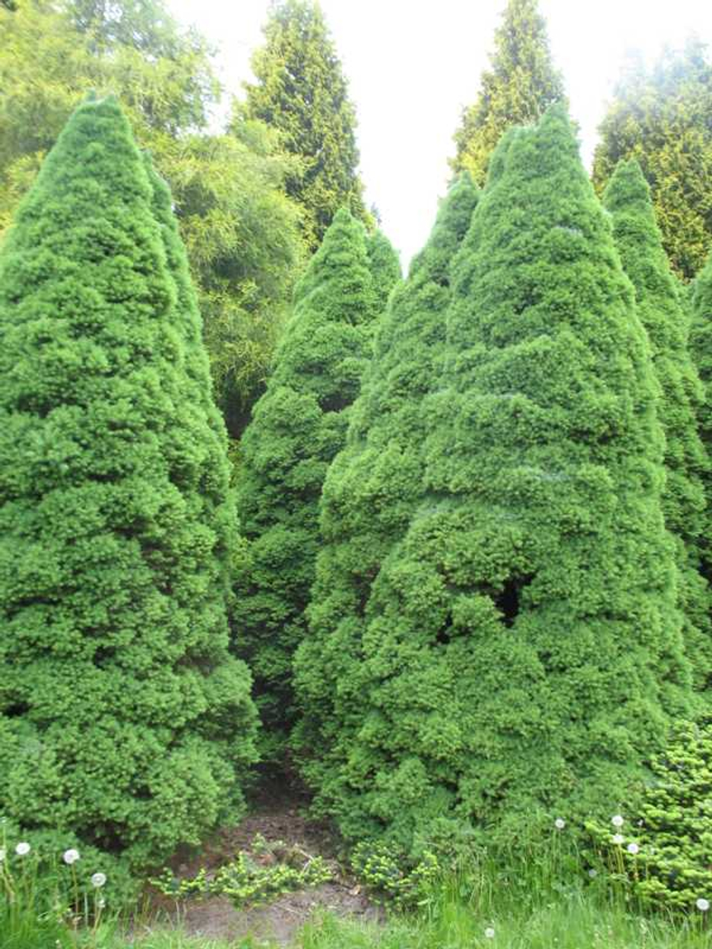 Ель канадская Conica