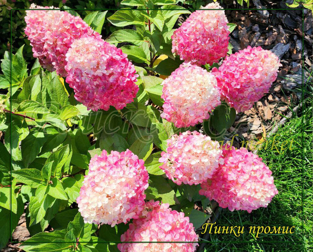 Гортензия метельчатая Пинк Промис- Розовое желание (Hydrangea paniculata `Pinky Promise`)