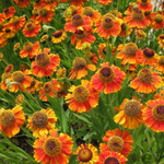 Гелениум Буттерпат С2