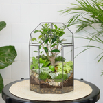 Готовый флорариум бонсай Фикус Бонсариум