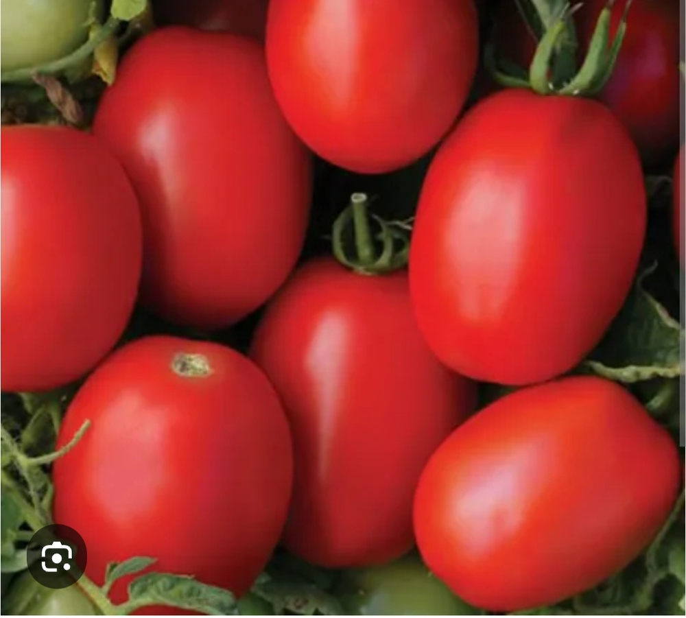 Томат овальный Марианна F1 - Mariana F1 1000 семян