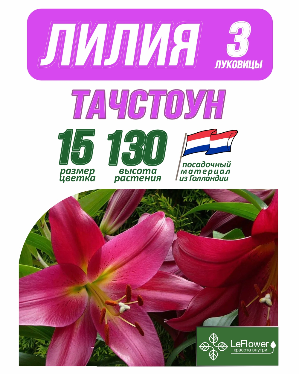 Лилия Луковица, Тачстоун, 3 шт