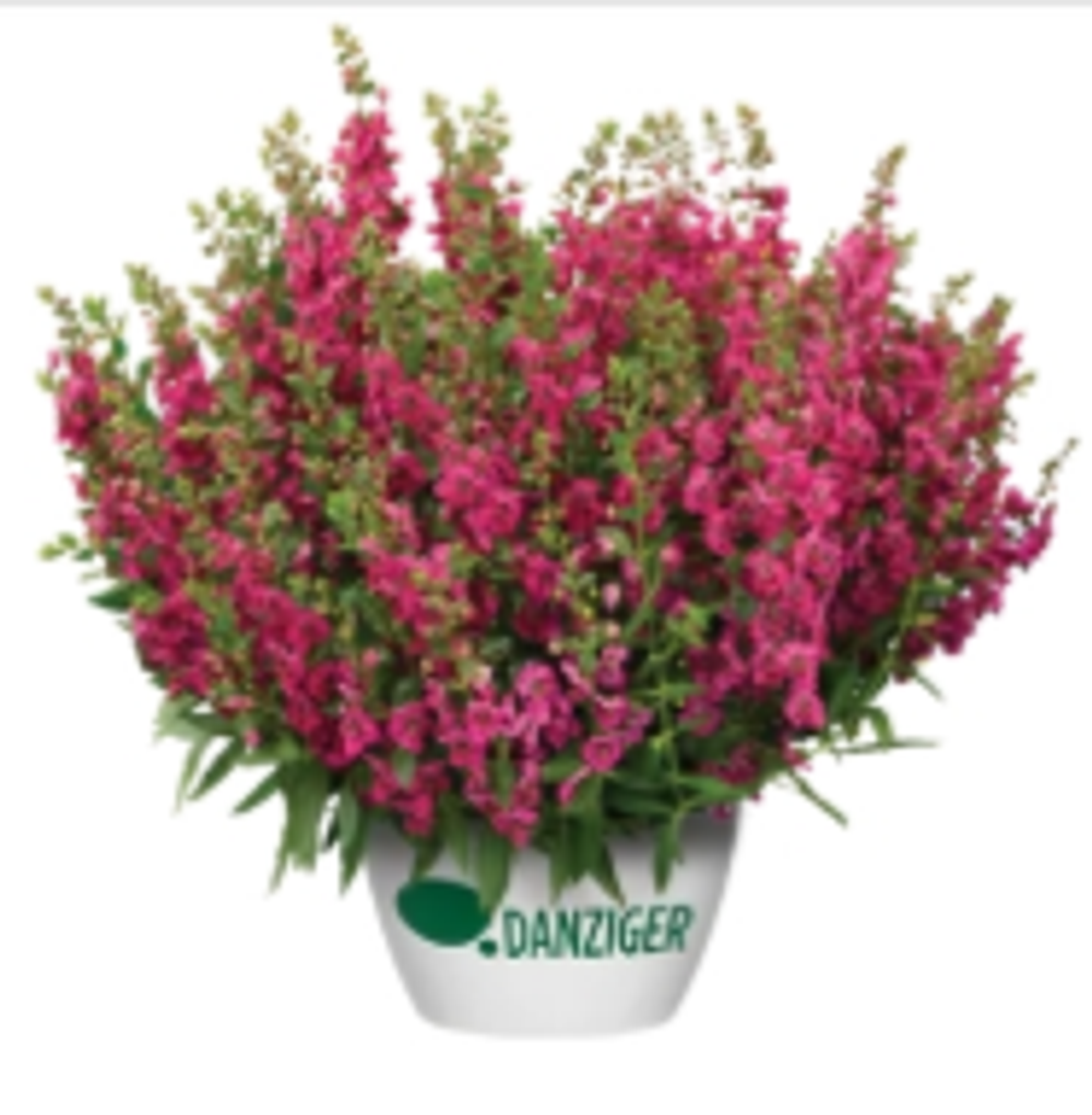 ЕВРО Ангелония (Alonia) Big Cherry укорененный ЕВРО черенок НАЧАЛО ЯНВАРЯ поставка 5