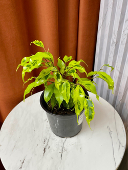 Фикус Бенджамина Голден Моник, D11см H35см, 1шт, Россия