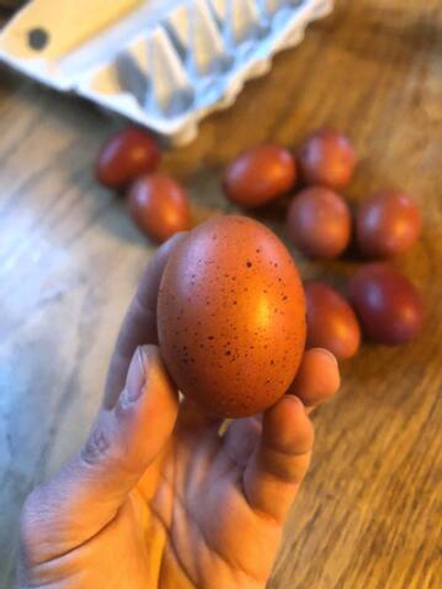 Яйцо куриное Маран мелкое