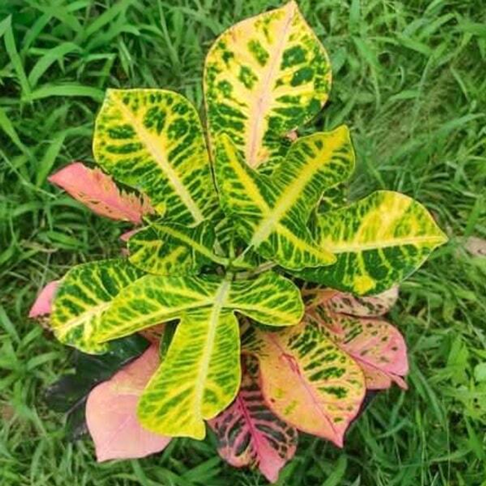 Кротон KING DEVIN