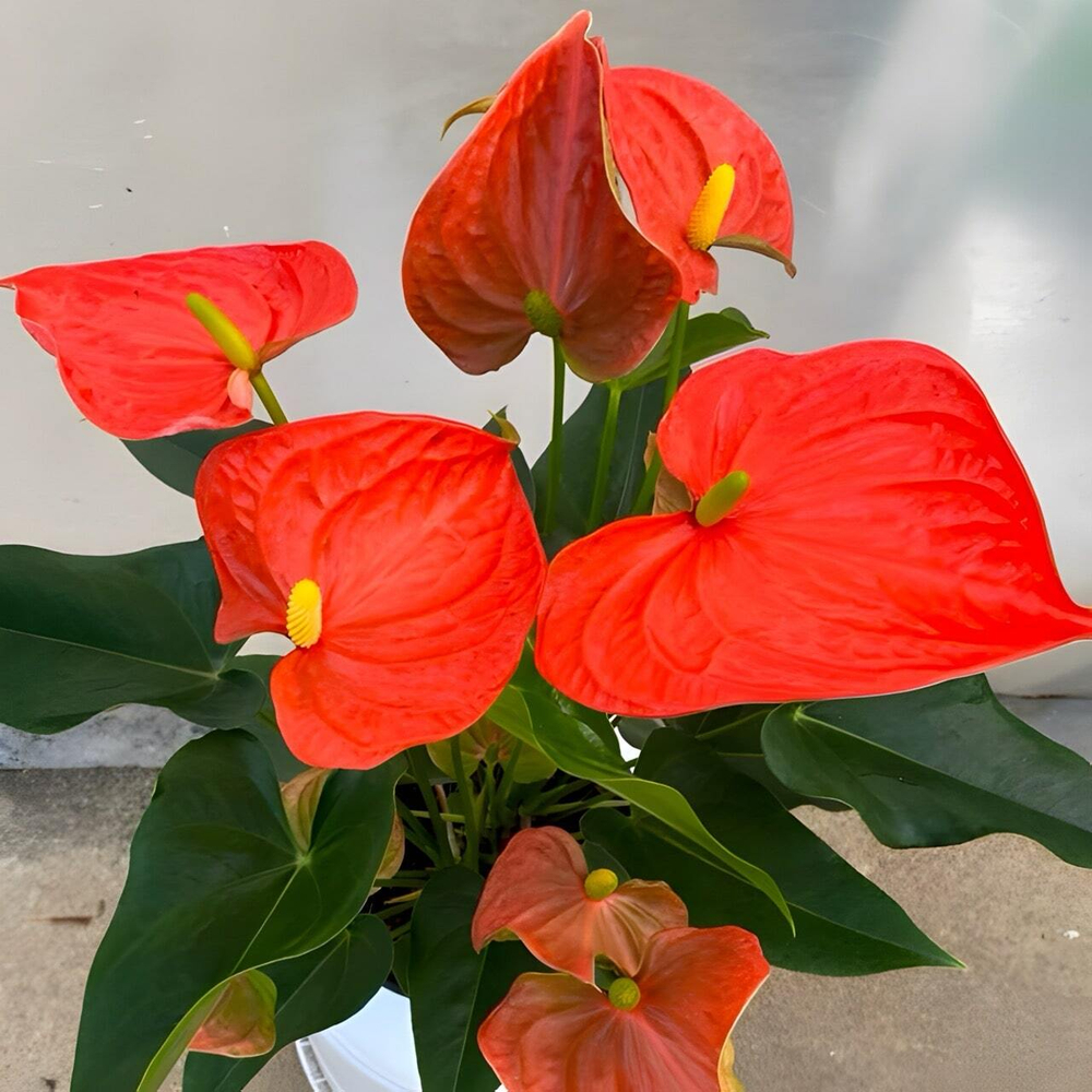 Антуриум Андрэ FLORIDA