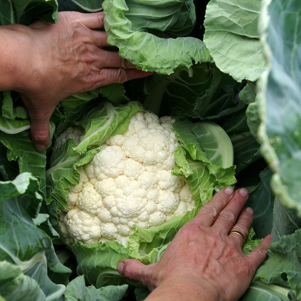 Капуста цв. Уайт Эксель F1 (50шт)  Витагрин Профи