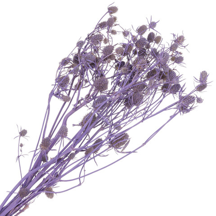 Сухоцветы набор "Эрингиум (Синеголовик)" H50см (5шт) (Фиолетовый)