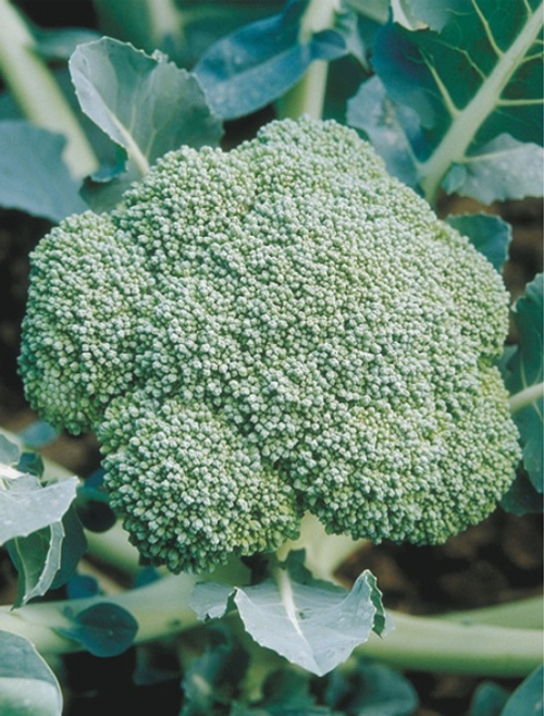 Капуста брокколи Лорд F1