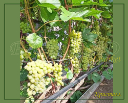 Виноград Кристалл