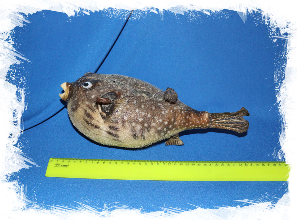 Рыба Попугай для декора 34 см.