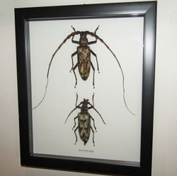 Жук Neocerambix gigas пара в рамке