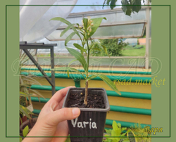 Апельсин Варя, Varia