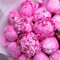 Пион Александр Флеминг ЗКС контейнер 7-10 литров, высажен с 3-5 почками