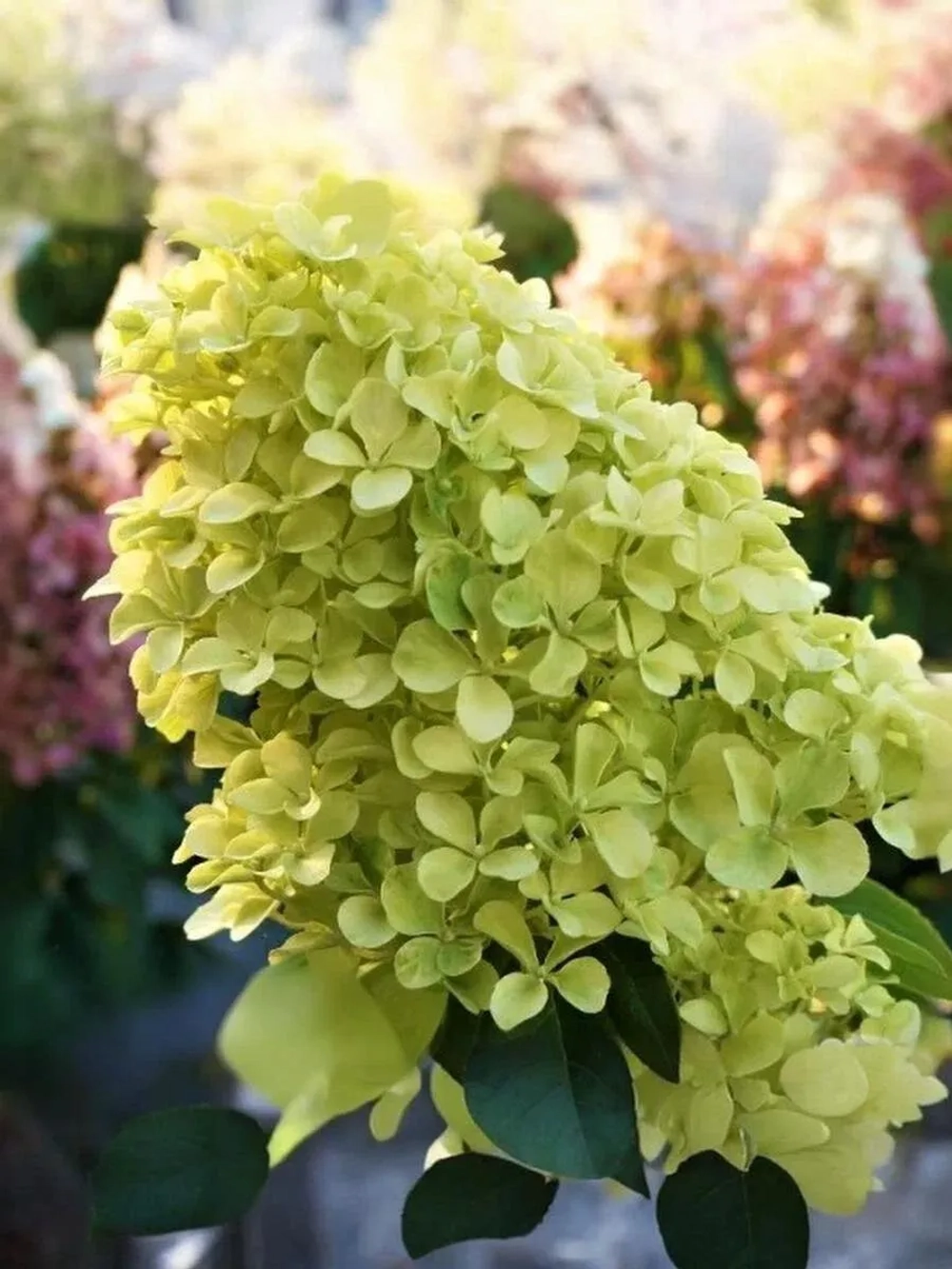 Гортензия метельчатая Романтик Эйс / Жемчужина Фестиваля