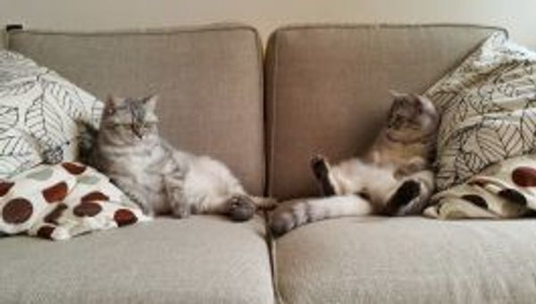 Антивандальная ткань: против грязи, пыли и когтей Антивандальная ткань: против грязи, пыли и когтей