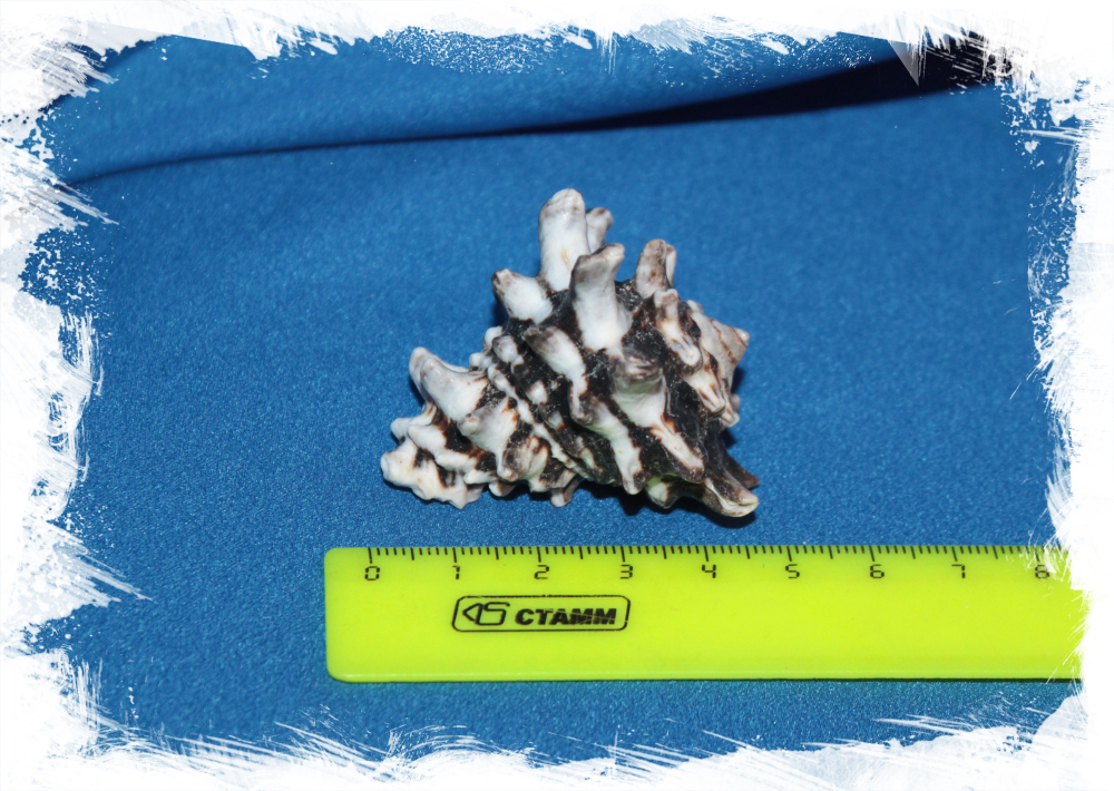 Океаническая раковина Вазум Керамикум, Vasum ceramicum