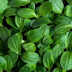 Бораго (огуречная трава) на корне (лоток) / 30 гр