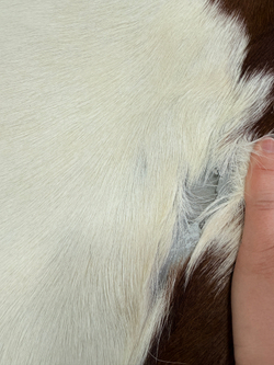 Коровья шкура на пол натуральная. 200 х 190 см