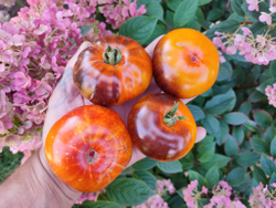 Сибирская радуга (Rainbow Siberian) сорт томата