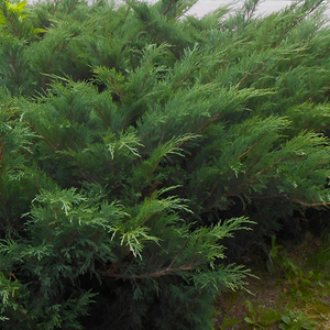 Можжевельник казацкий «Мас»