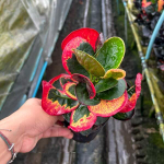 Кротон PHON PHRA RUANG