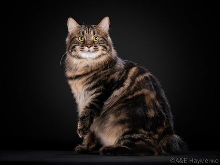 Помет "Ч" 02.02.2022г. (продан)