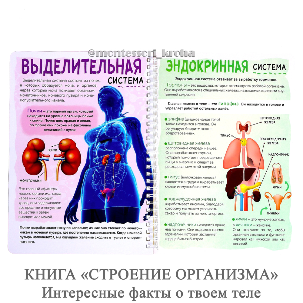 КНИГА «СТРОЕНИЕ ОРГАНИЗМА» Интересные факты о твоем теле