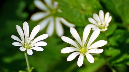 Звездчатка (мокрица)