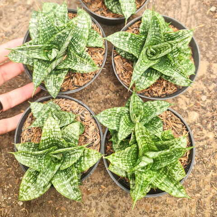 Сансевиерия MOSAR