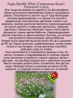 Гаура Сверкающе белая Спаркле Уайт