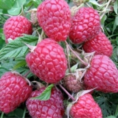 Малина Геракл (Ремонтантный сорт)